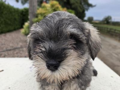 IKC miniature Schnauzer puppies in Wexford