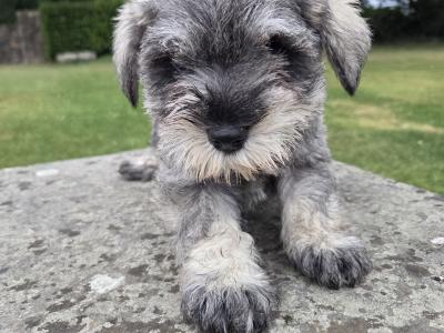 IKC miniature Schnauzer puppies in Wexford