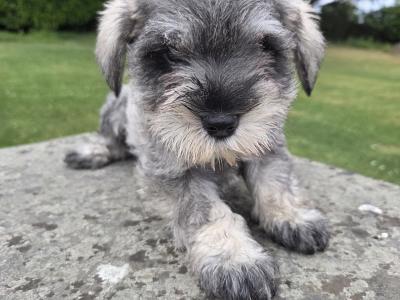 IKC miniature Schnauzer puppies in Wexford