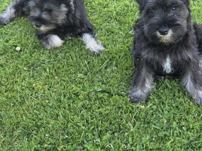 IKC miniature Schnauzer puppies in Wexford