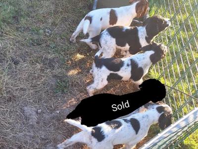 Springer Spaniel x Cocker Spaniel puppies in Waterford