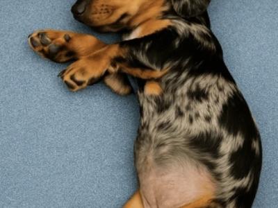 Miniature dapple dachshund for sale  in Mayo 0832019128