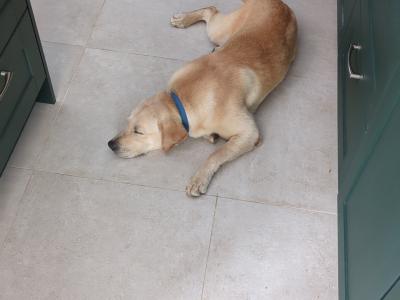10 month old male golden Labrador dog for sale, needs large garden to play