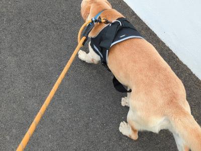 10 month old male golden Labrador dog for sale, needs large garden to play