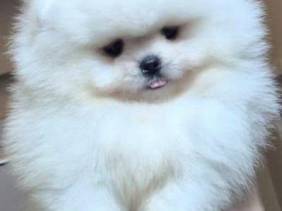 💙 Male Pomeranian puppy 💙 IKC Registered (pending) for sale in Laois