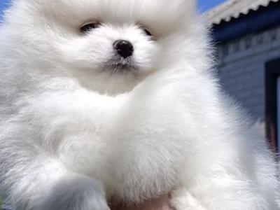 💙 Male Pomeranian puppy 💙 IKC Registered (pending) for sale in Laois