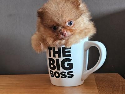 IKC Registered 🇮🇪✨ Exclusive💙 Teddy Bear🧸 Pomeranian puppies in Laois
