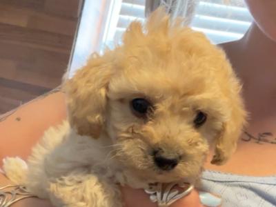 Male Poochon puppy in Carlow