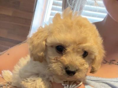 Male Poochon in Carlow