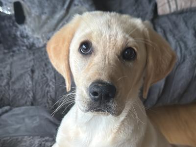 4 month old Labrador for sale