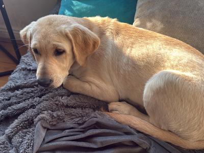 4 month old Labrador for sale