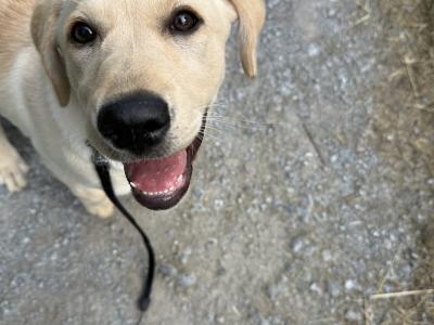 4 month old Labrador for sale