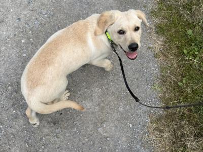 4 month old Labrador for sale