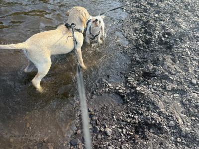 4 month old Labrador for sale
