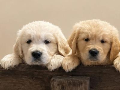 Gorgeous, playful IKC Registered (pending) Golden Retriever puppies in Sligo