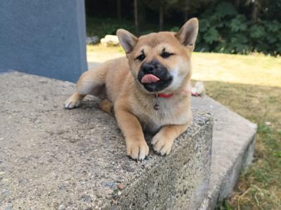 Kuma 💜 and Aki ♥️ Shiba Inu puppies in Wexford