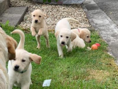 Beautiful Goldador puppies in Cavan – Gentle Family Pets – €750