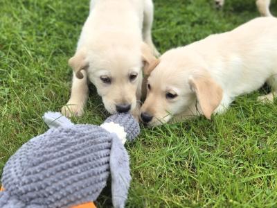 Beautiful Goldador puppies in Cavan – Gentle Family Pets – €750