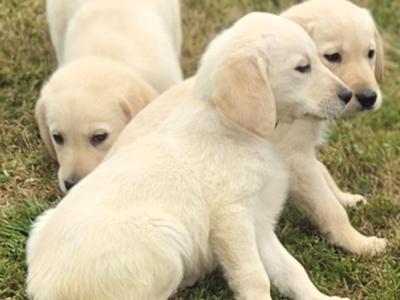 Beautiful Goldador puppies in Cavan – Gentle Family Pets – €750