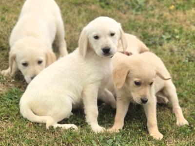 Beautiful Goldador puppies in Cavan – Gentle Family Pets – €750
