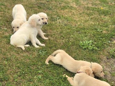 Beautiful Goldador puppies in Cavan – Gentle Family Pets – €750