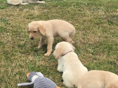 Beautiful Goldador puppies in Cavan – Gentle Family Pets – €750