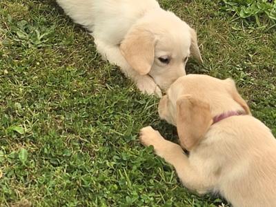 Beautiful Goldador puppies in Cavan – Gentle Family Pets – €750