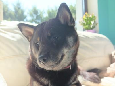 Mocsi 💚and Toshi 💜 Shiba Inus puppies 7 months old in Wexford