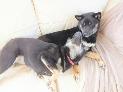 Mocsi 💚and Toshi 💜 Shiba Inus