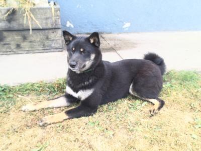 Mocsi 💚and Toshi 💜 Shiba Inus