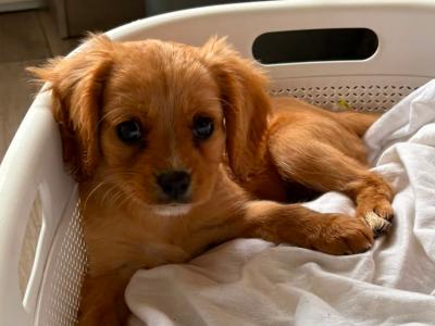Beautiful little female Cavachon puppy in Mayo €650