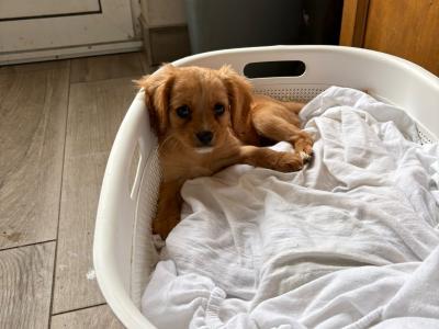 Beautiful little girl Cavachons €650
