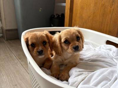 Beautiful little girl Cavachons €650