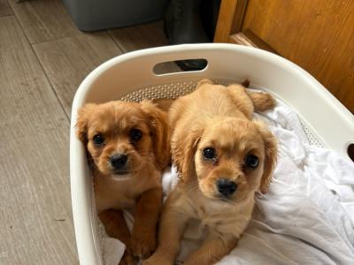 Beautiful little girl Cavachons €650