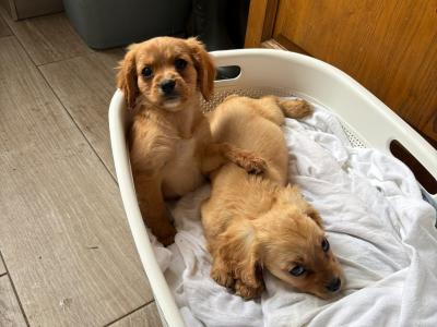 Beautiful little girl Cavachons €650