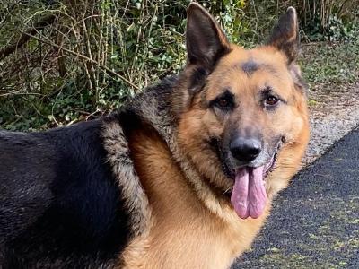 Good natured, working German Shepard for stud