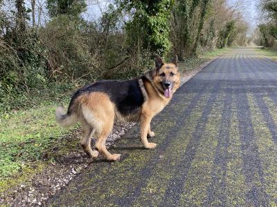 Good natured, working German Shepard for stud