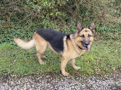 Good natured, working German Shepard for stud