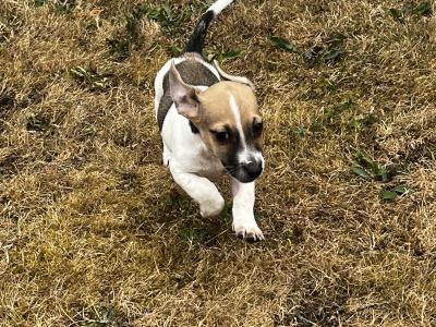 Miniature male Jack Russell puppy for sale in Tipperary