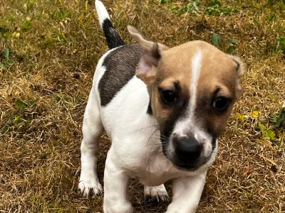 Miniature male Jack Russell puppy for sale in Tipperary