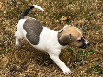 Miniature male Jack Russell puppy for sale in Tipperary