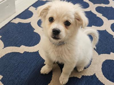 One Little Bear, ready for Loving home.