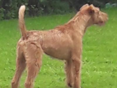 Irish Terrier for stud
