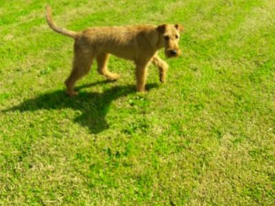 Irish Terrier for stud