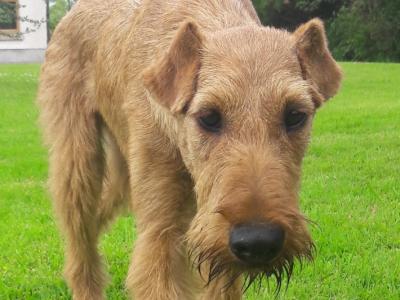 Irish Terrier for stud