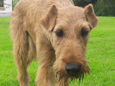 Irish Terrier for stud