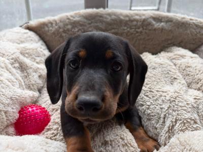 Dachshund x Labrador puppies in Cavan