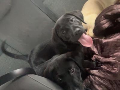 3 Labrador puppies in Donegal