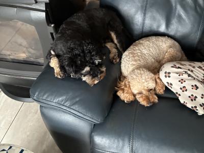 Jet Black male Toy Cavapoo on hold