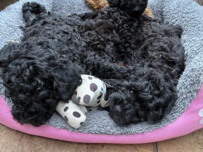 Jet Black male Toy Cavapoo on hold